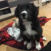 Nawa, Border Collie