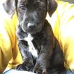 NUBE, Staffordshire Bull Terrier