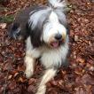 Flying Dancers Icing Sugar, Bearded Collie