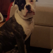 Vi, Bouledogue Americain
