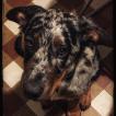 Nymeria, Pastor Beauceron