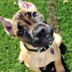 Ena, Cane Corso