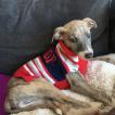 Indy, Whippet