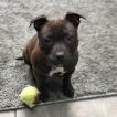 Nala, Staffordshire Bull Terrier