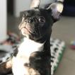 Nacho, Bulldog Francés