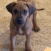 Keen, Rhodesian Ridgeback