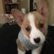 Jigoku no Inu no oni, Corgi Galés De Pembroke