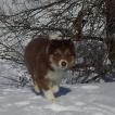 Naya, Border Collie