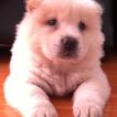 Meg, Chow Chow