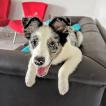 Yoshi, Border Collie