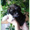 Natsue, Shih Tzu