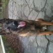 Dan, Pastor Belga Malinois