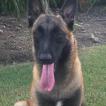 Nikka, Pastor Belga Malinois