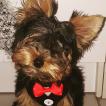 Néo, Yorkshire Terrier