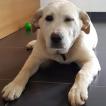 NELL, Labrador Retriever