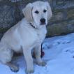 Nasko, Golden Retriever