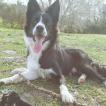 Neko, Border Collie