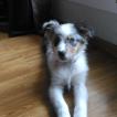 Diouk, Australischer Schäferhund