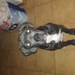 Newton, Cane Corso