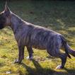 neo, Bull Terrier