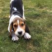 Nitro, Beagle