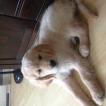 Shadow, Golden Retriever