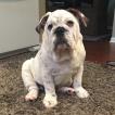 Sullivan, Bouledogue Anglais