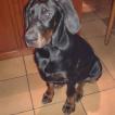 Arès, Dobermann