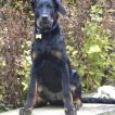 Q'Kolky, Beauceron