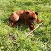 noki, Staffordshire Bull Terrier