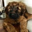 Ollie, Pastor De Brie O Briard