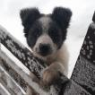 Rocky, Border Collie