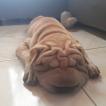 Helga, Shar Pei