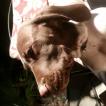 Henry, Braco Alemán De Pelo Corto