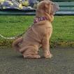 Słodziak, Shar-Pei