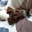 Pupi, Parson Jack Russell Terrier (De Pelaje Corto - Suave)