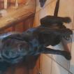N'Ko, Labrador Retriever