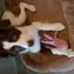 Nala, Border Collie
