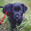 Olney, Labrador Retriever