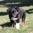 Tyson, Australian Shepherd