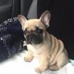 Nala