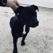 Ninja, Staffordshire Bull Terrier