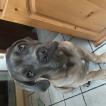 Duke