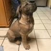 Duke