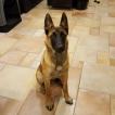 Naya, Pastor Belga Malinois