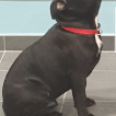 Narko, Staffordshire Bull Terrier