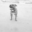 Neight, Staffordshire Bull Terrier