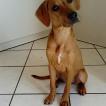 Skadi, Autres Chiens