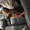 Kazia, Australischer Treibhund
