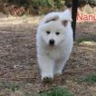 Nanuk, Pastor Blanco Suizo